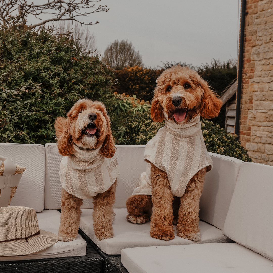 Two dogs wearing striped sweaters sitting on a white outdoor sofa with text indicating sizes.