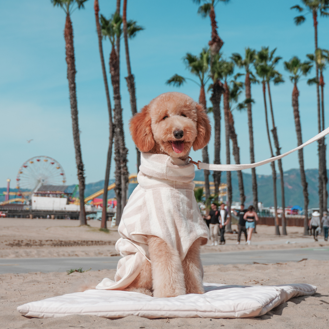 Dog in a white dress sitting on a beach with palm trees and a Ferris wheel in the background.