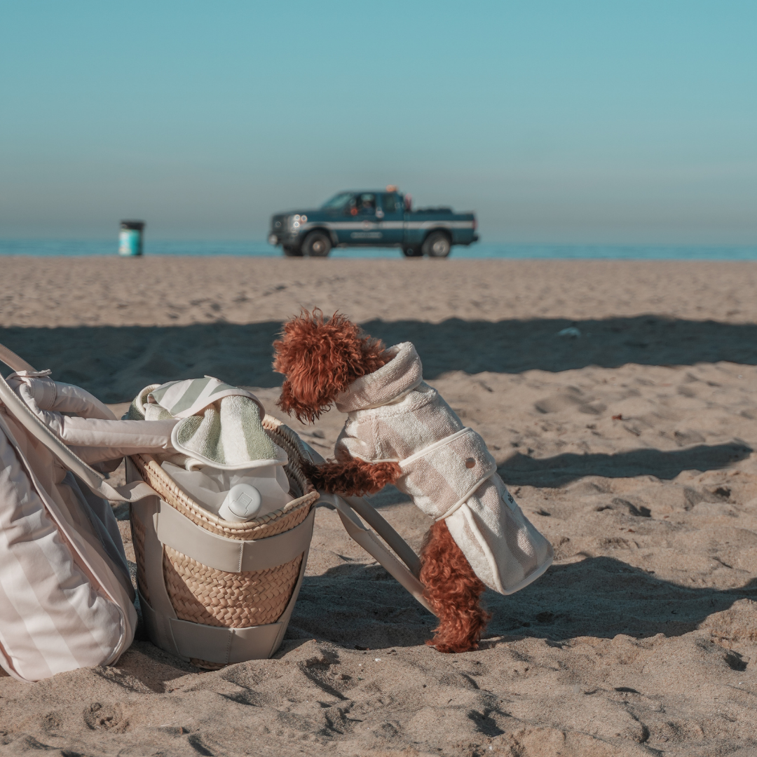 Dog in a coat on a beach with a truck in the background