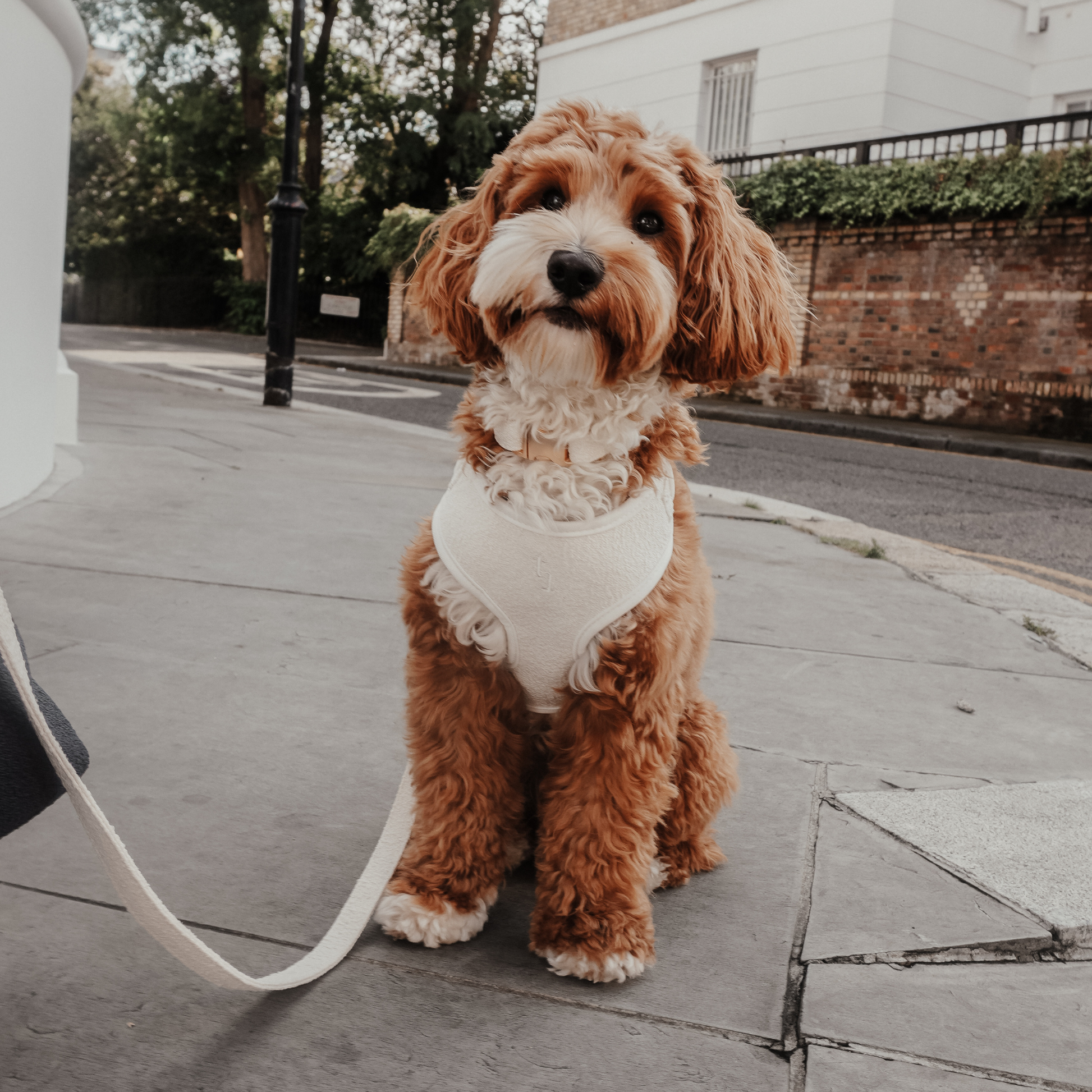 Small brown dog wearing a white outfit sitting on a sidewalk.