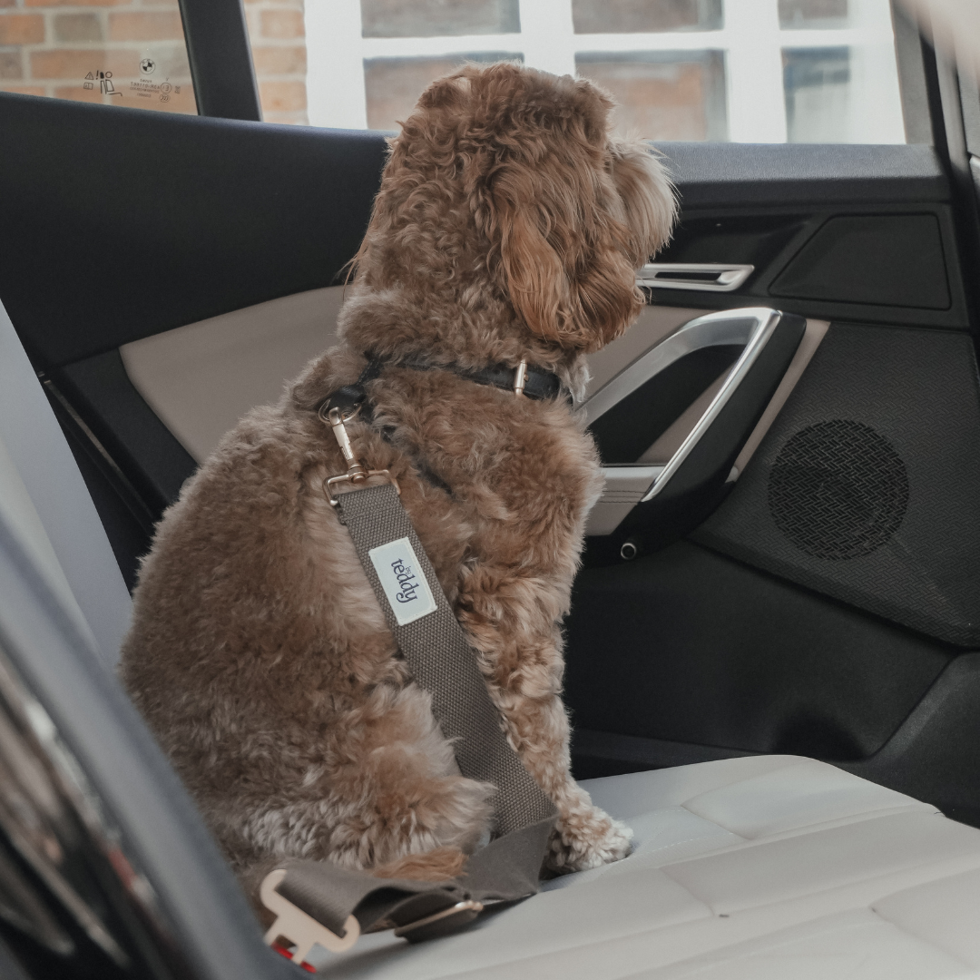 Dog sitting in a car with a harness, looking out the window.