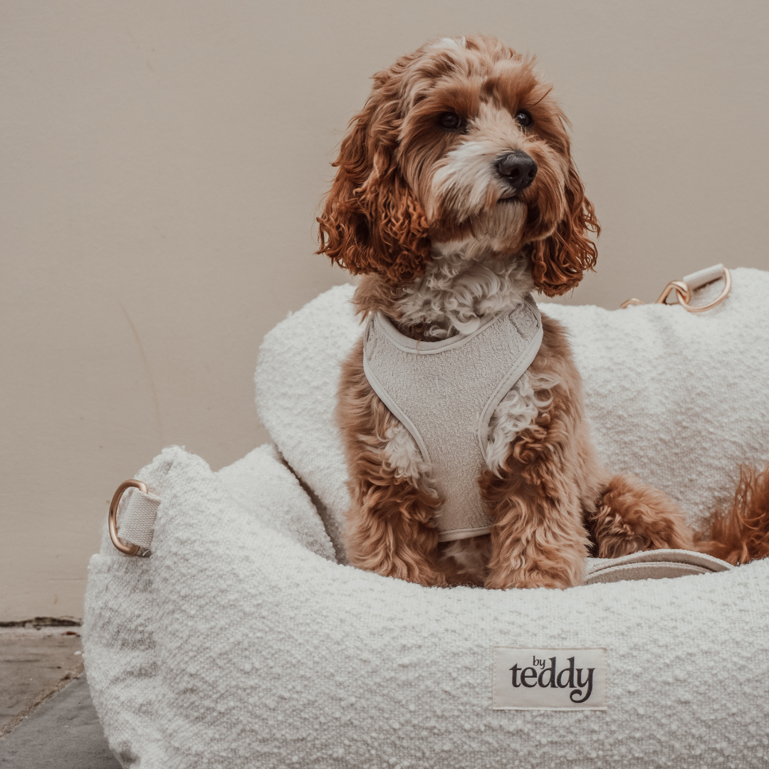 Luxury bouclé dog travel setup by BY TEDDY