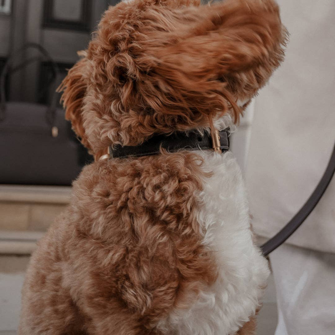 Brown and white dog sitting on a leash with a blurred background
