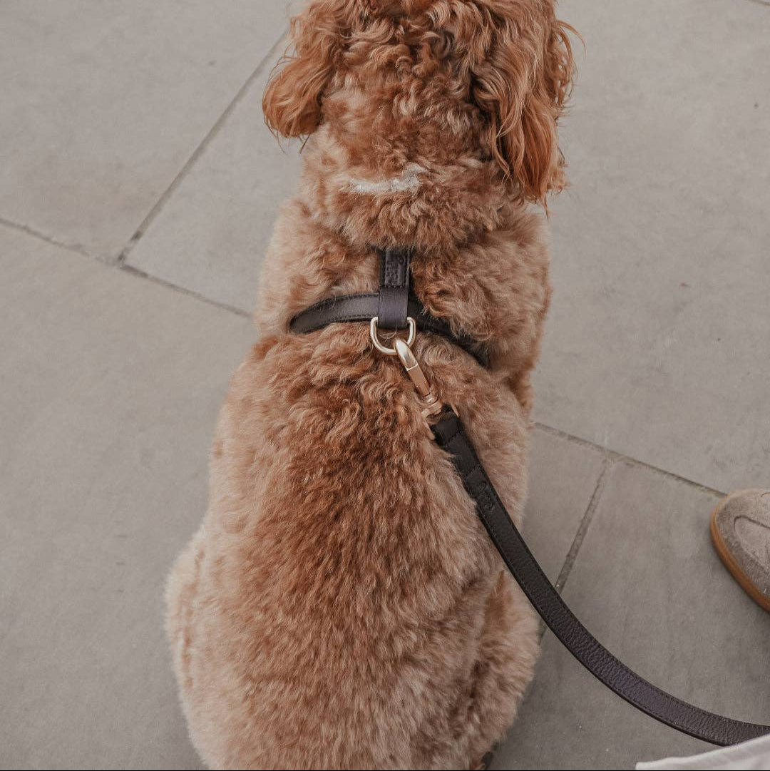 Luxury Chocolate Studio Harness styled for everyday walks