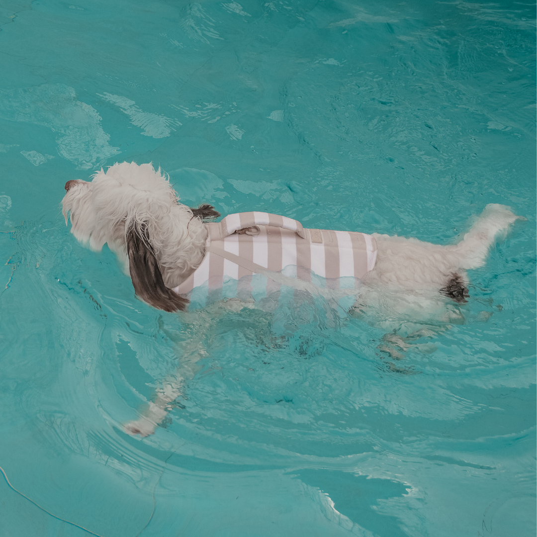 Dog swimming in a pool with 'Floss' visible on its back
