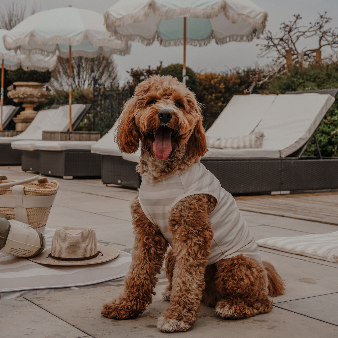 Luxury dog cooling vest styled outdoors in warm weather