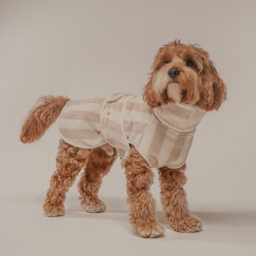 Dog wearing a striped sweater on a plain background