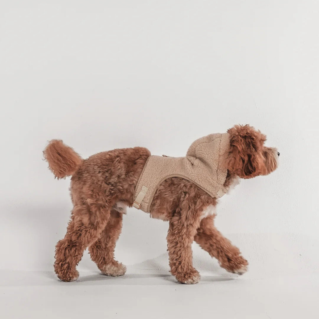 Luxury dog hoodie harness styled for chilly walks
