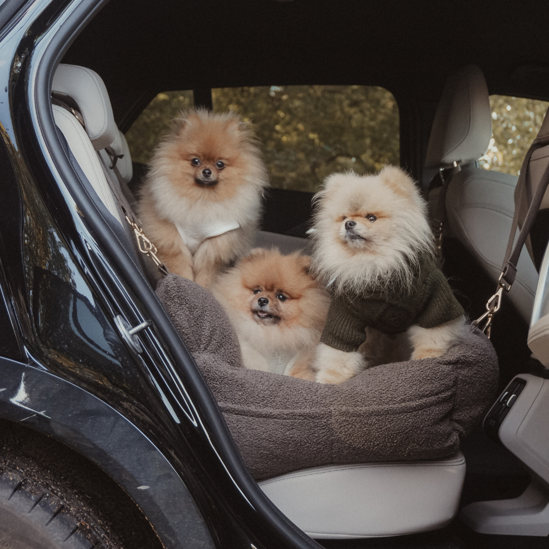 Three small dogs in a car seat with a brown blanket