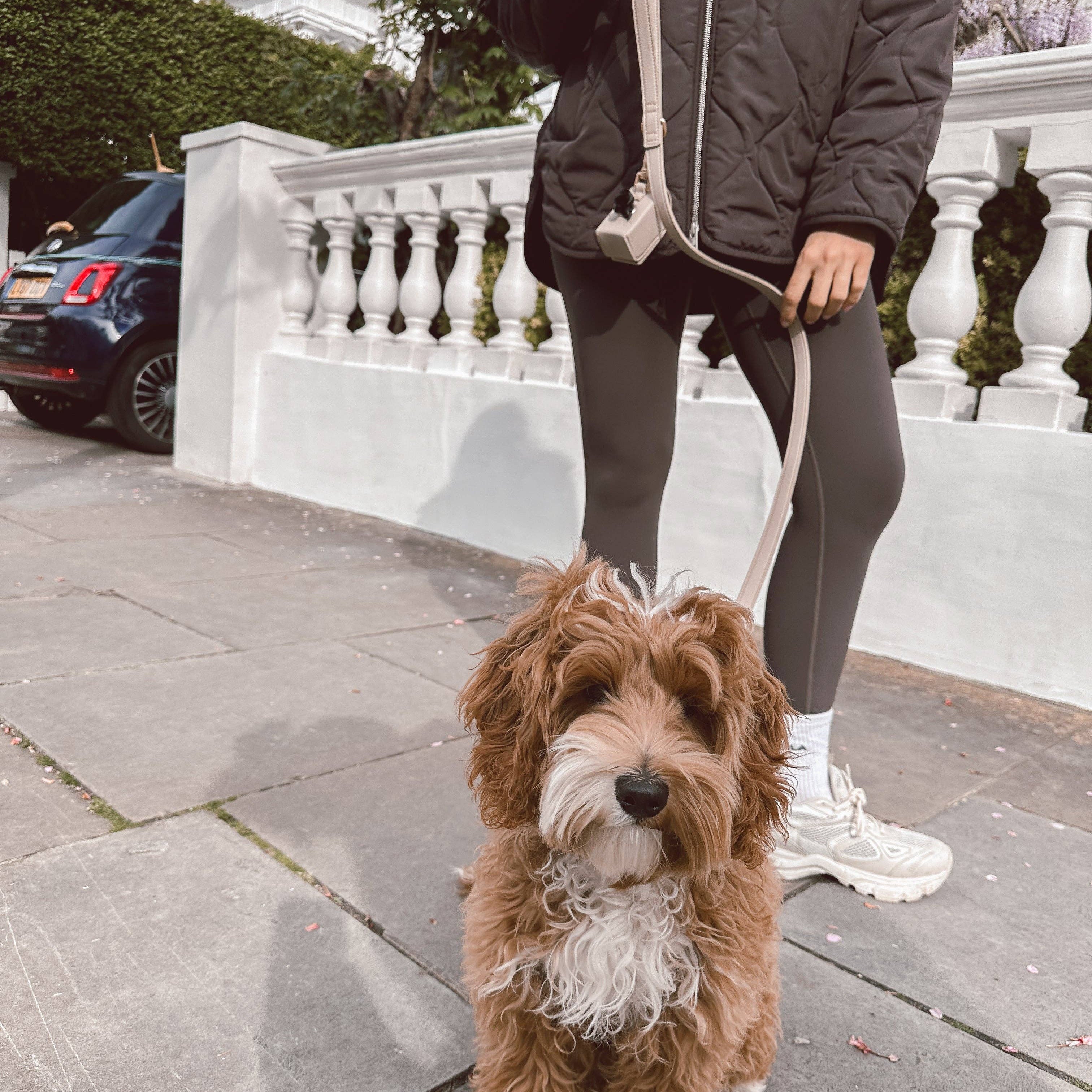 Person walking a brown dog on a leash in an urban setting