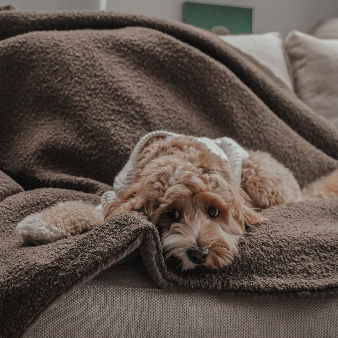 Dog lying on a brown blanket on a couch