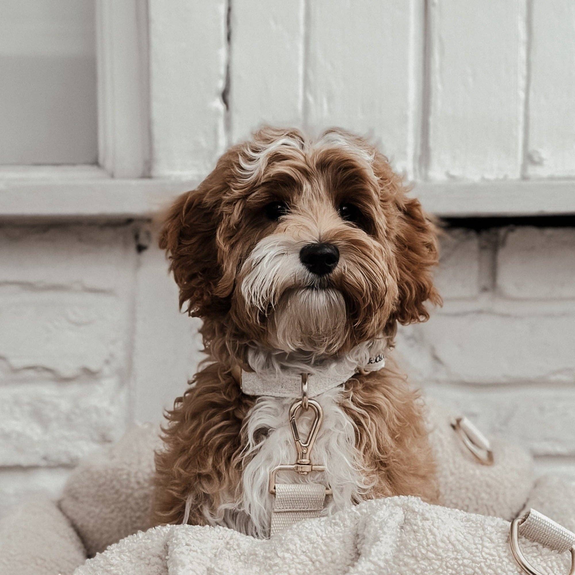 Small brown dog sitting on a white surface with a neutral background