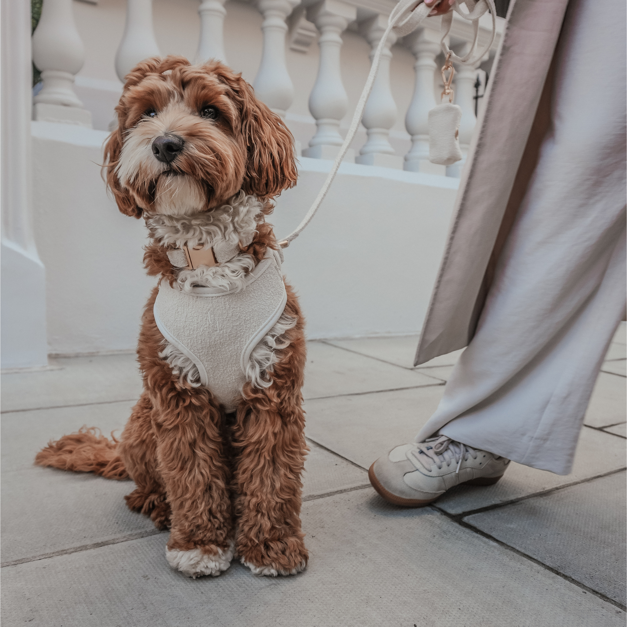 Small brown dog wearing a white sweater sitting on a stone pavement.