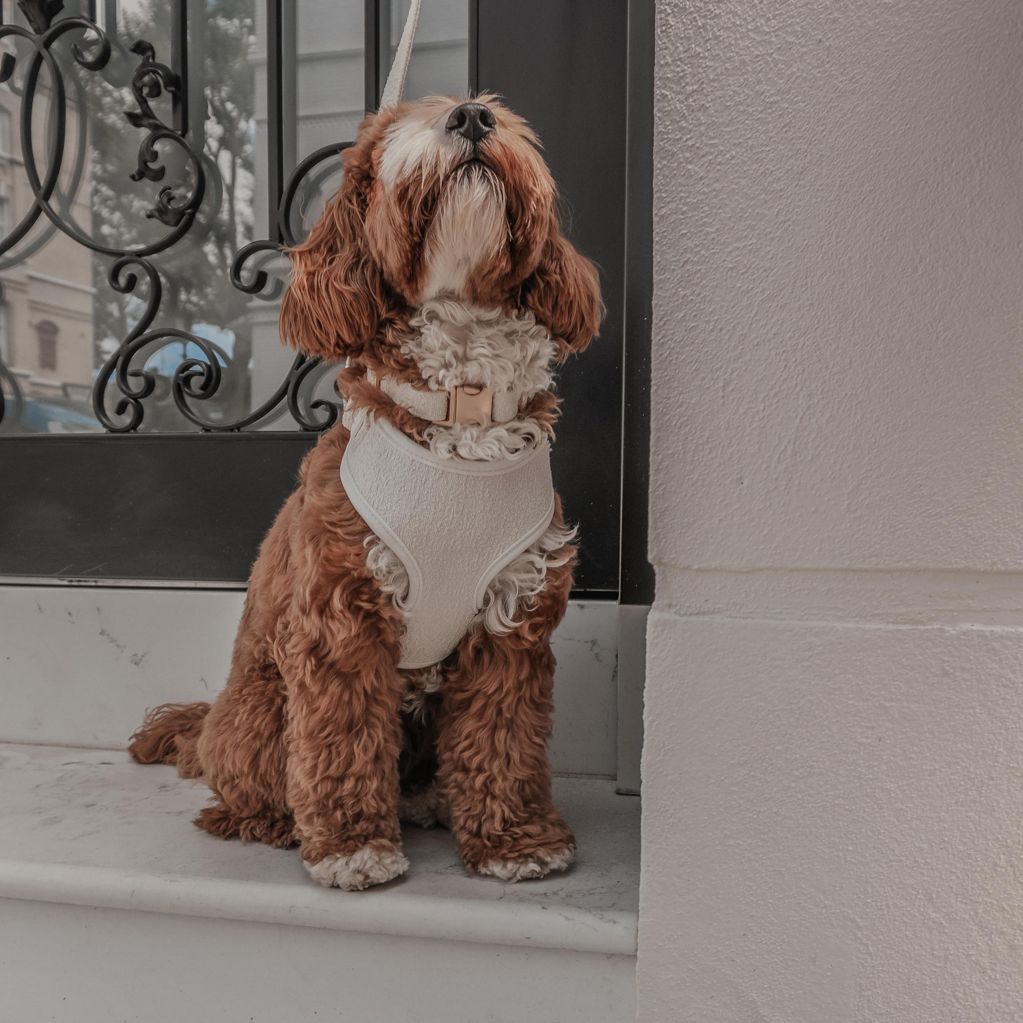 Small brown dog wearing a white harness sitting on a step.