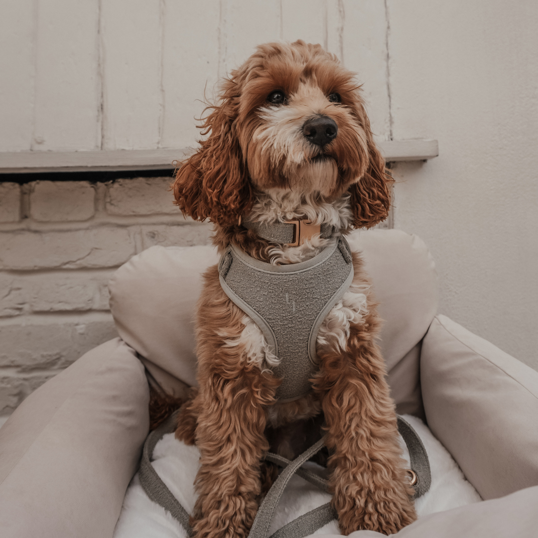 Close-up of the Matcha Bouclé Adjustable Dog Harness