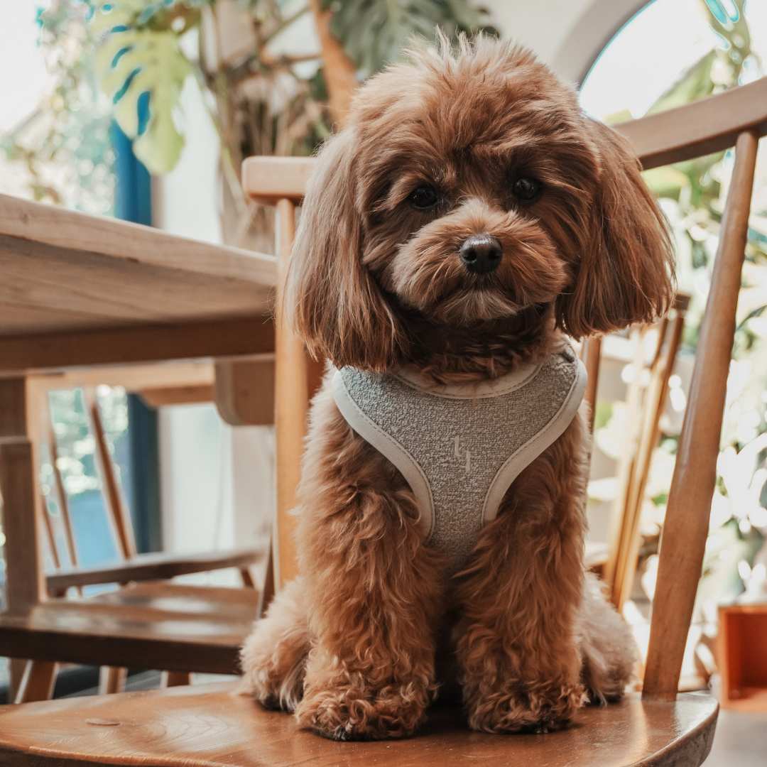 Matcha Bouclé Adjustable Harness styled with matching BY TEDDY accessories