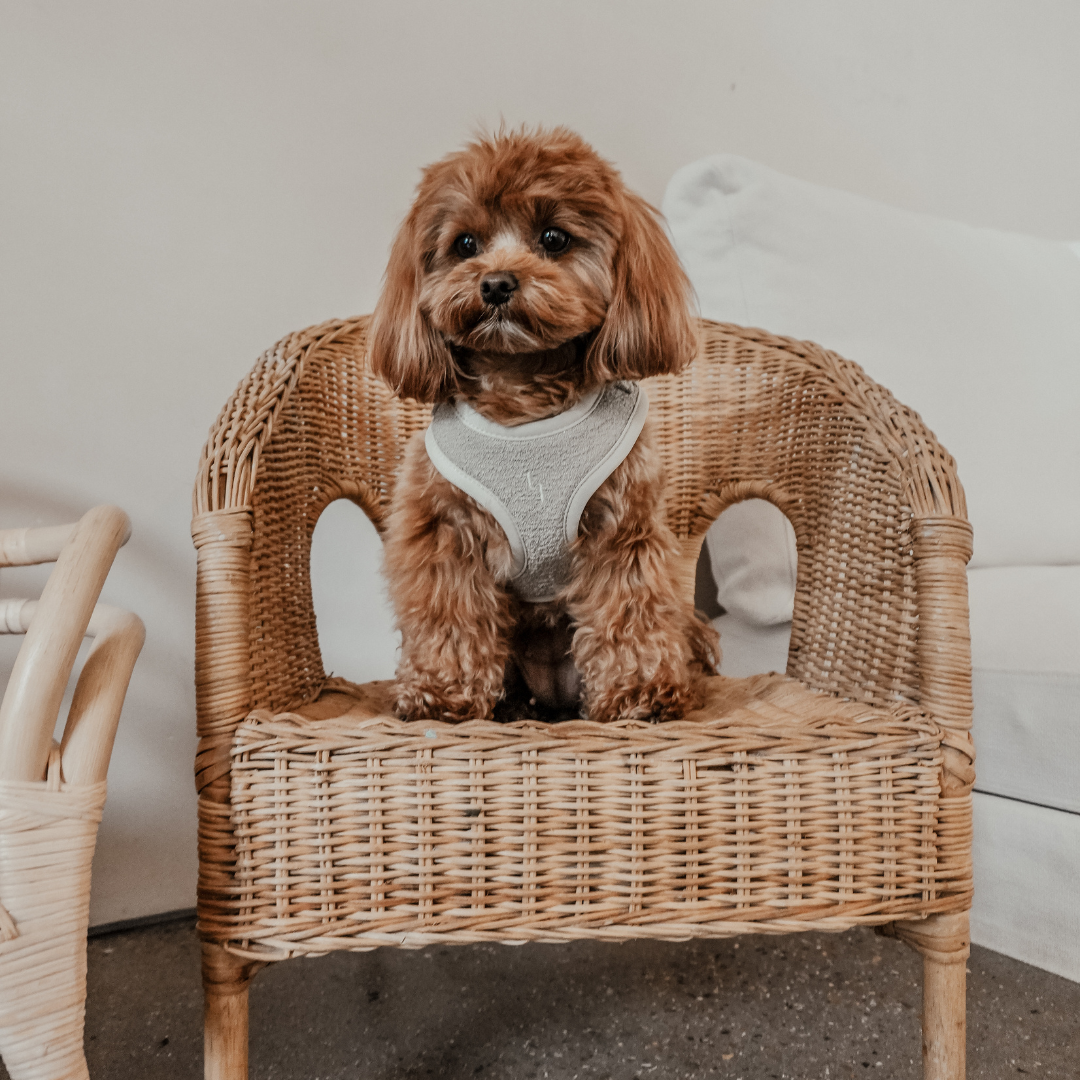 Comfortable fit of the Matcha Bouclé Adjustable Harness on a dog