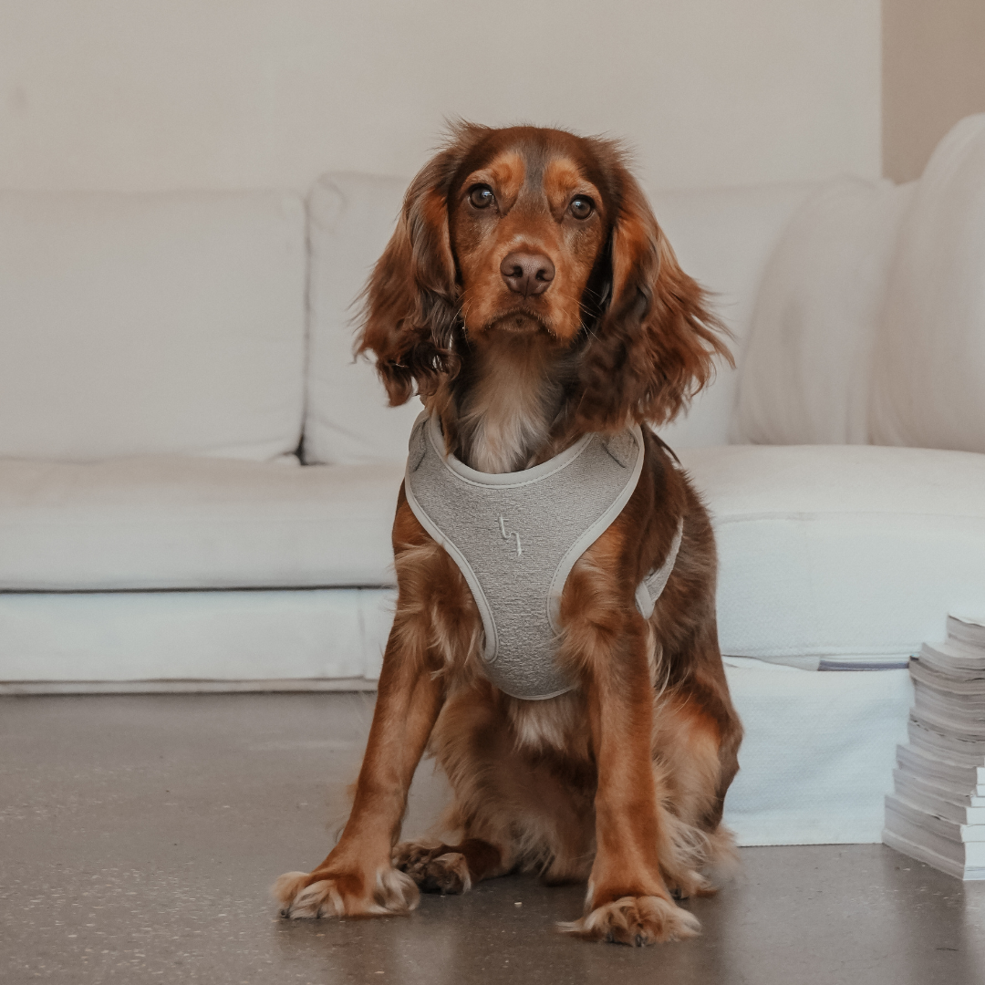 Lifestyle image of the Matcha Bouclé Adjustable Harness by BY TEDDY