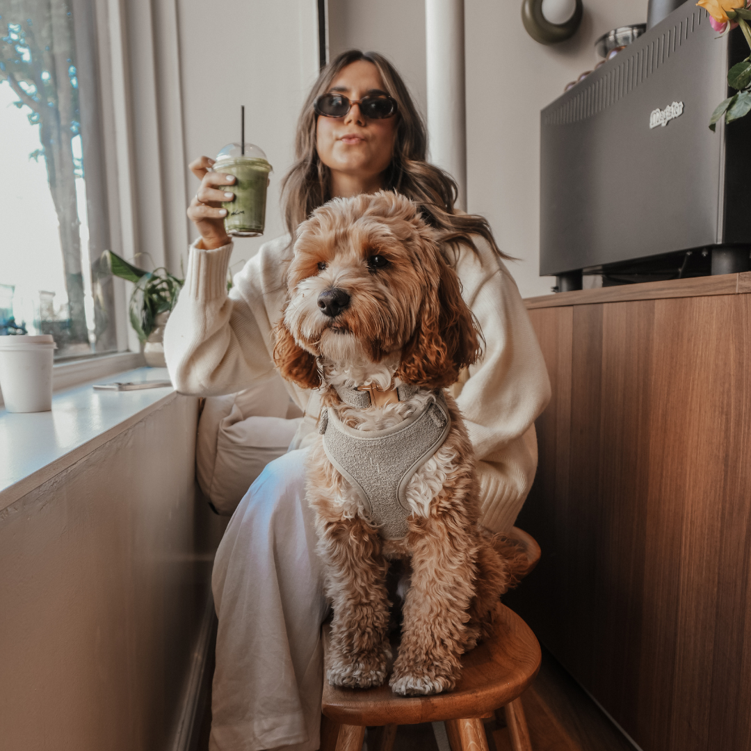 Modern dog wearing the Matcha Bouclé Adjustable Harness by BY TEDDY