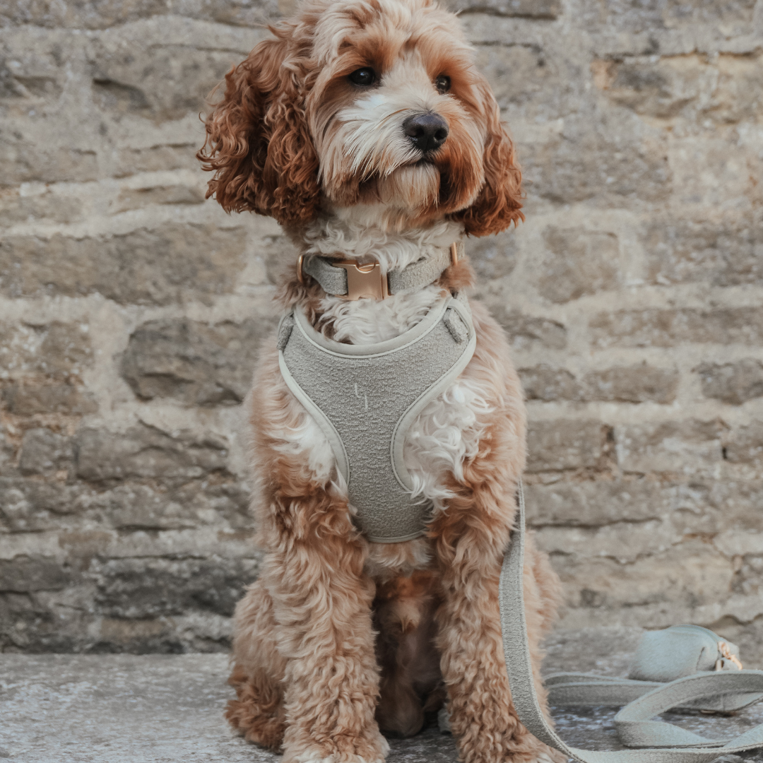 Dog wearing the Matcha Bouclé Adjustable Harness by BY TEDDY