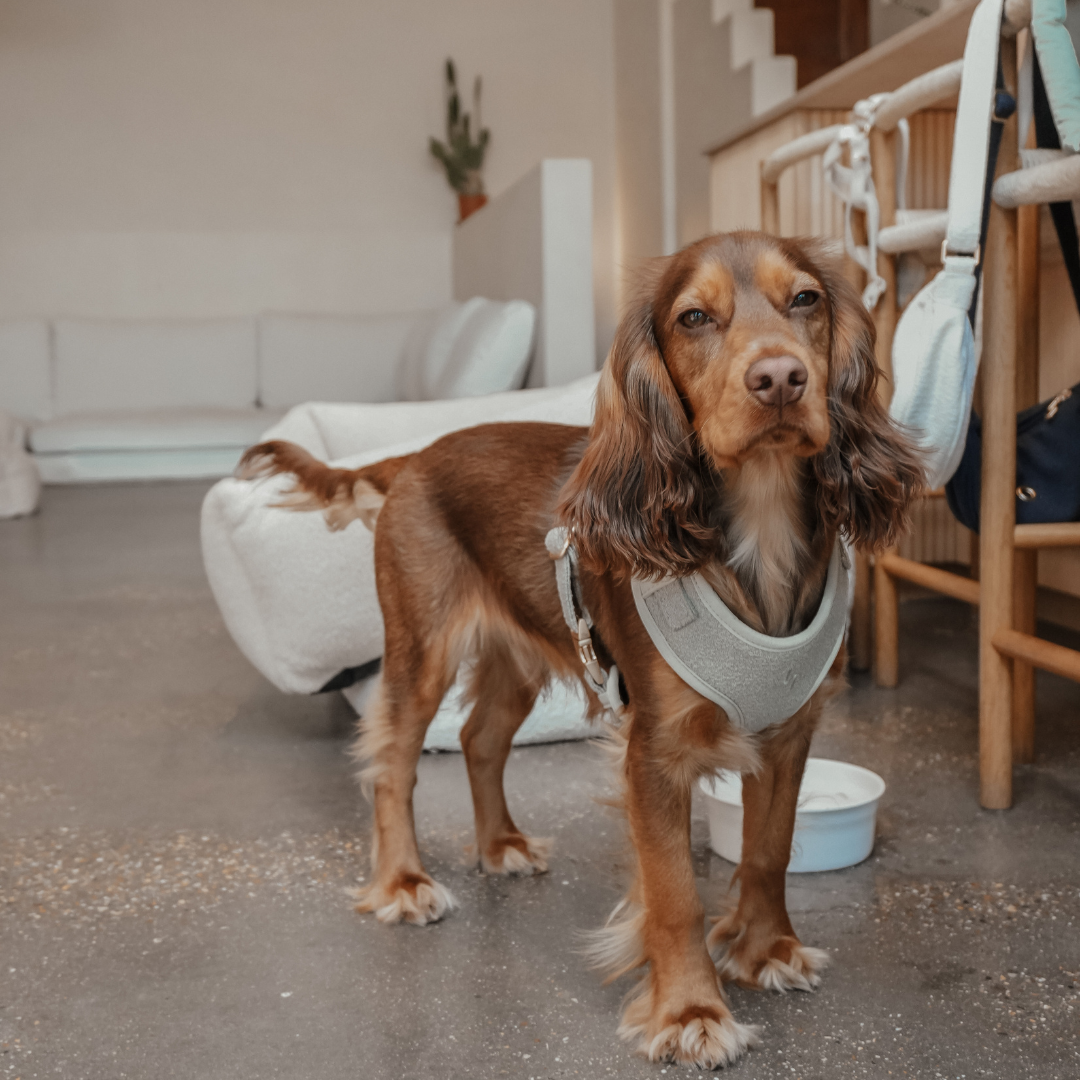 Dog walking in the Matcha Bouclé Adjustable Harness