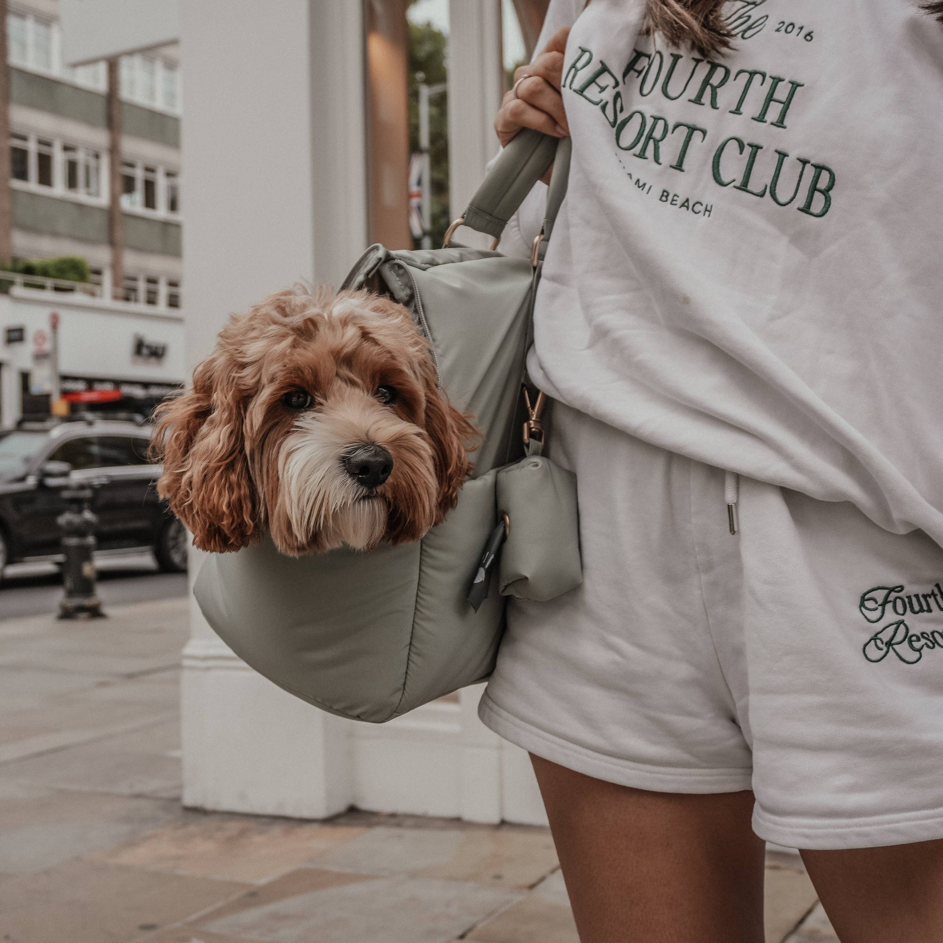 Modern dog inside the Matcha Puffer Carrier by BY TEDDY
