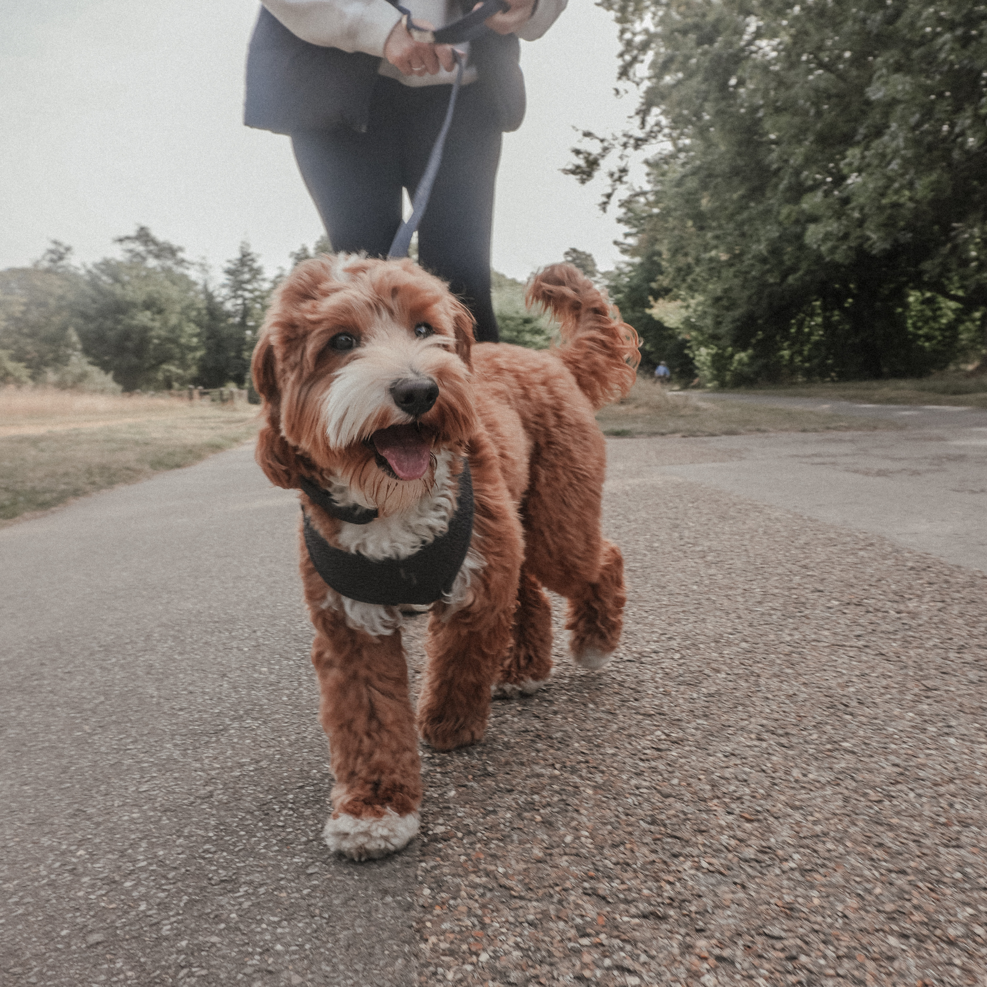 Adjustable straps on the Midnight Bouclé Dog Harness