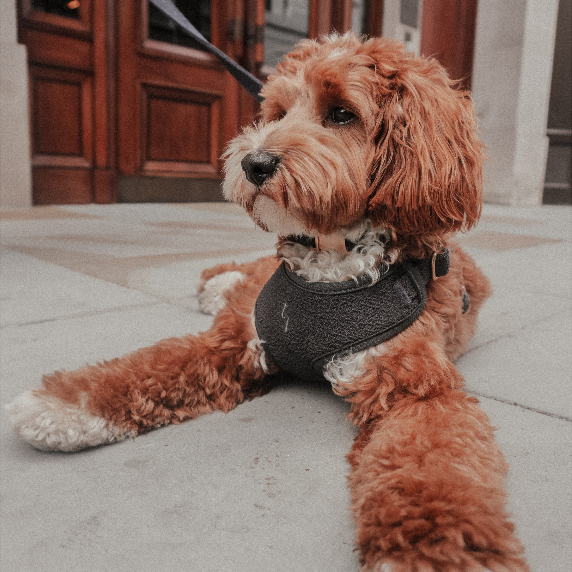 Midnight Bouclé Harness styled with matching BY TEDDY accessories