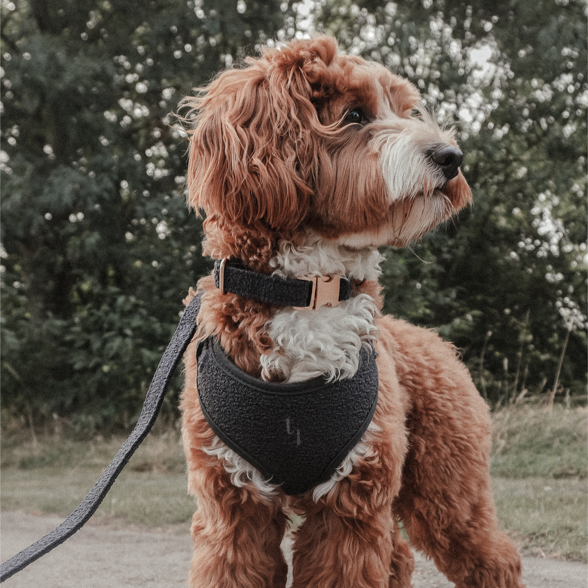 Dog wearing the Midnight Bouclé Adjustable Harness