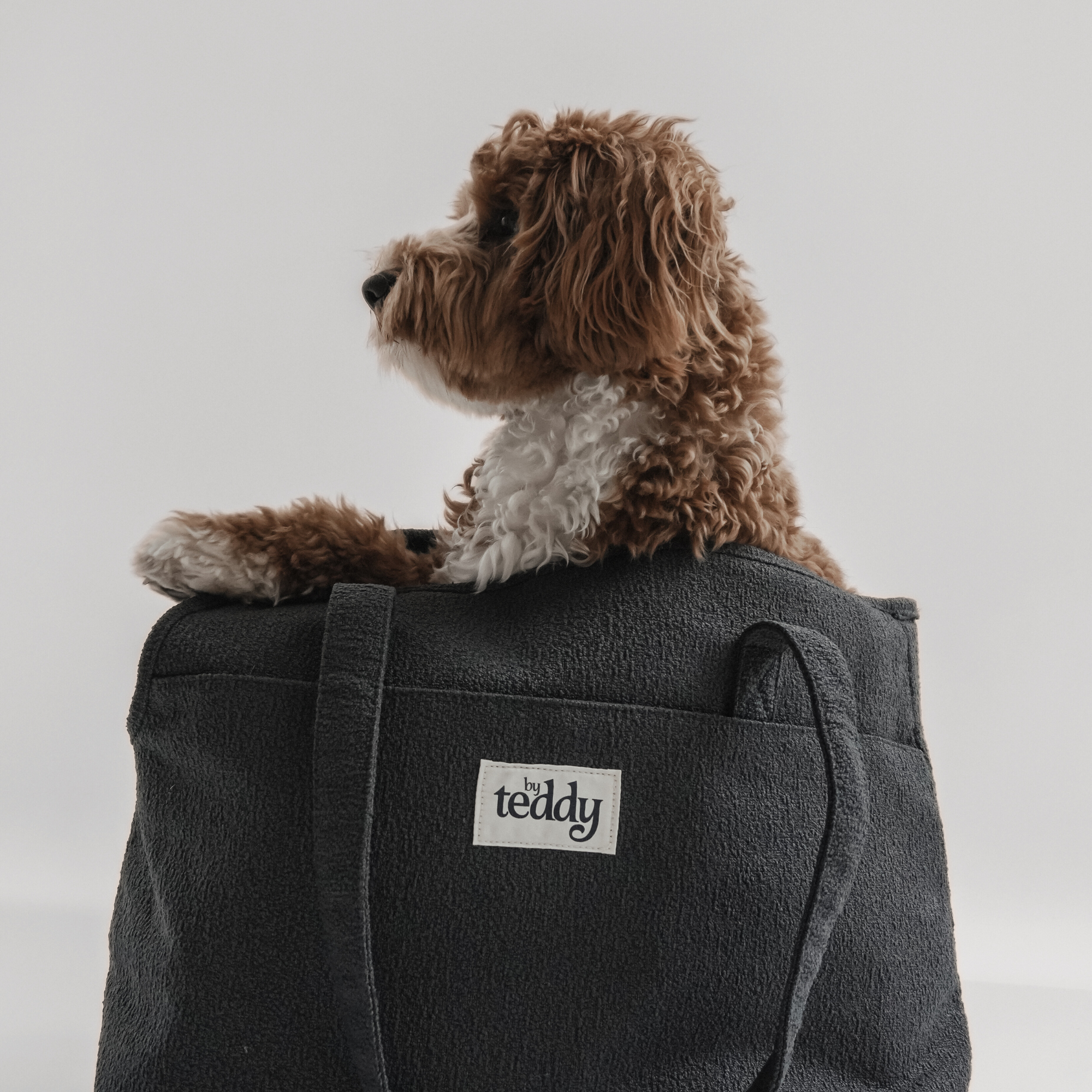 Stuffed dog toy sitting on a black bag with 'by teddy' label against a white background