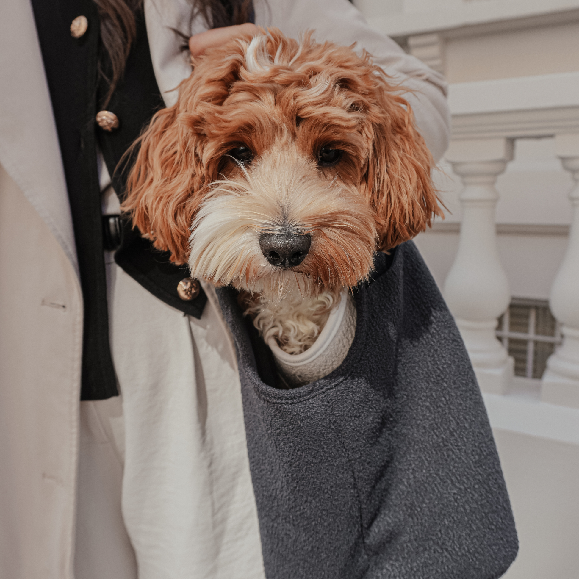 Modern luxury dog carrier aesthetic by BY TEDDY