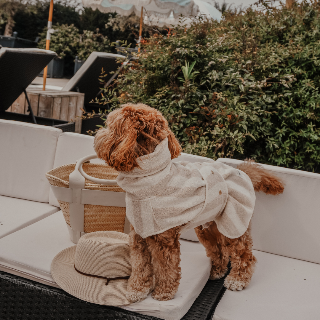 Small dog wearing a white raincoat on a patio chair with a hat and basket.