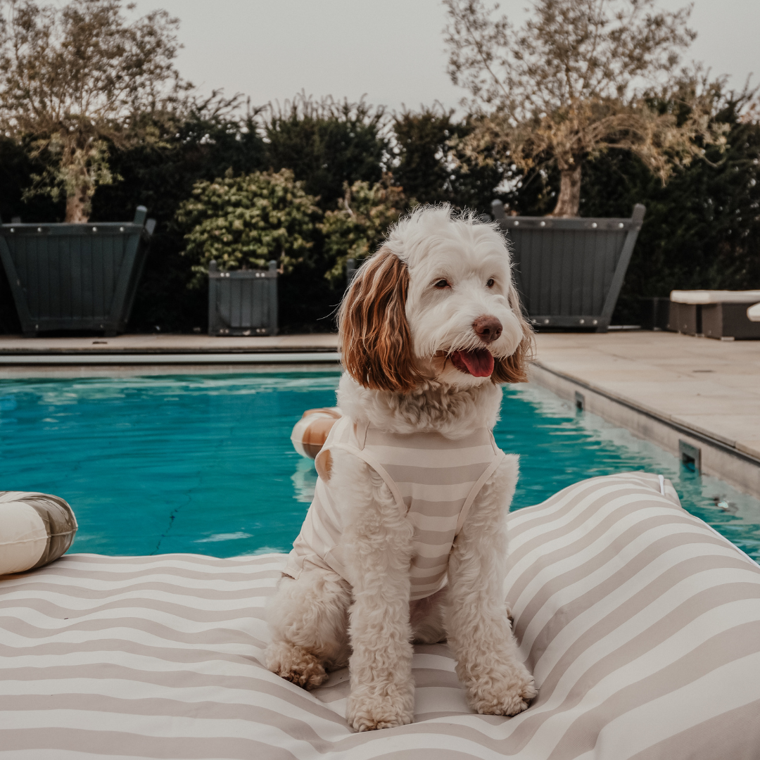 Modern luxury summer dogwear by BY TEDDY