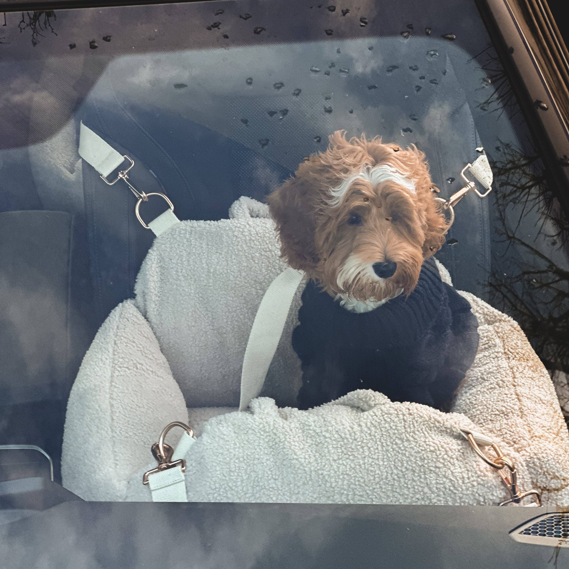 Dog in a car seat with a sweater, looking out the window.