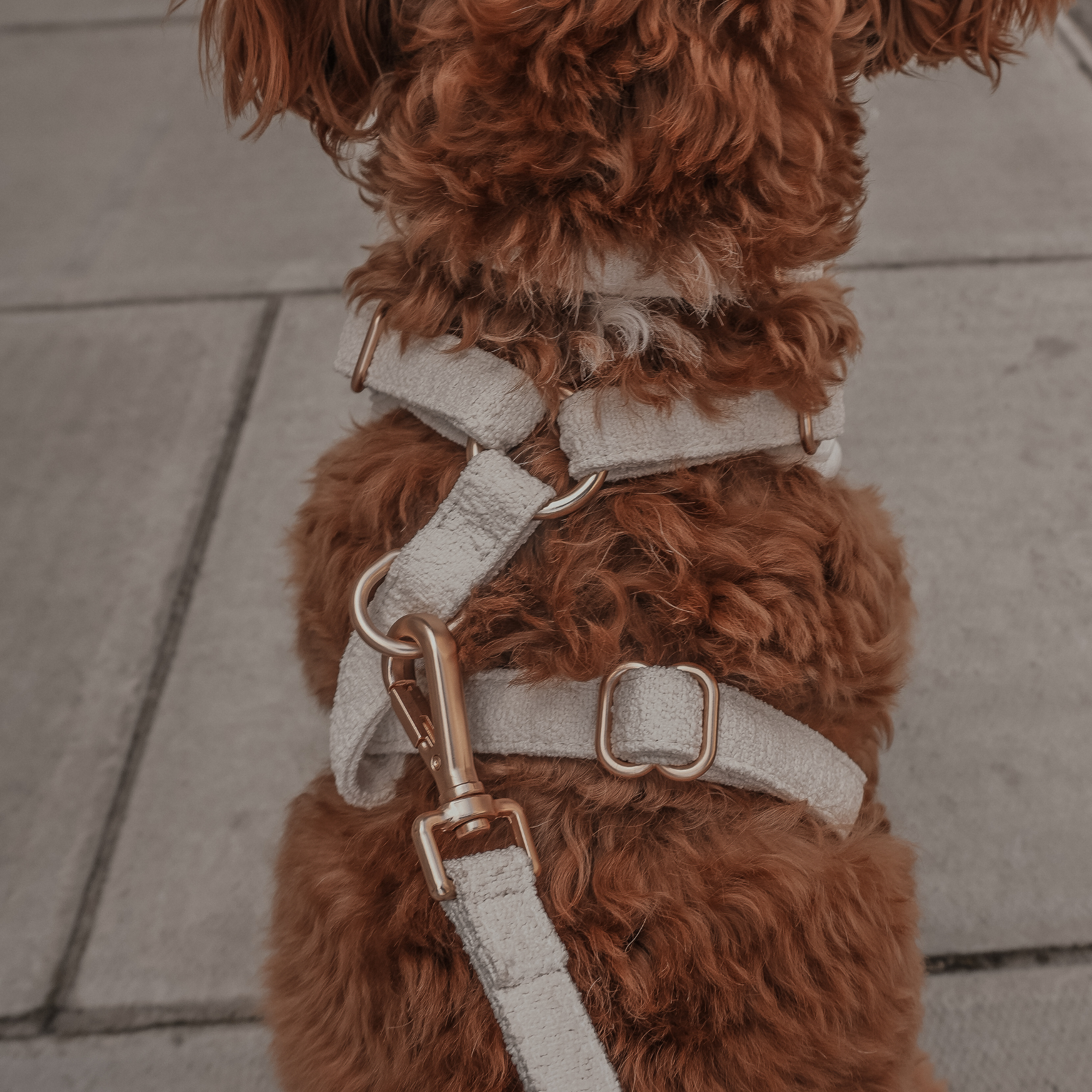 Brown dog wearing a beige harness on a sidewalk