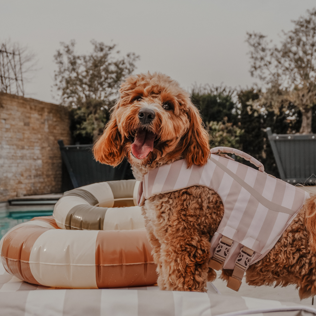 Dog wearing a checkered towel with pool floaties in the background