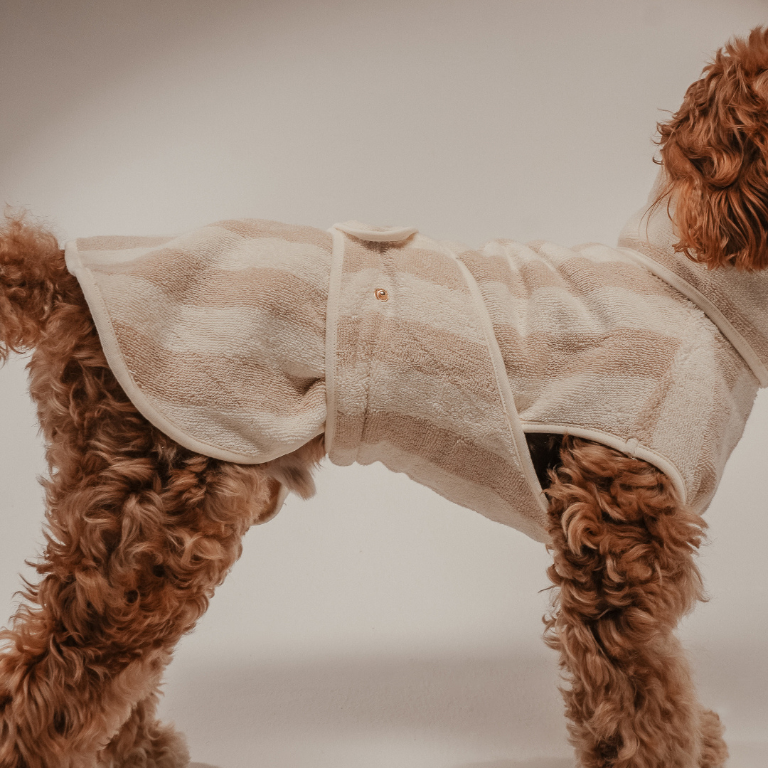 Small dog wearing a beige fleece coat on a plain background