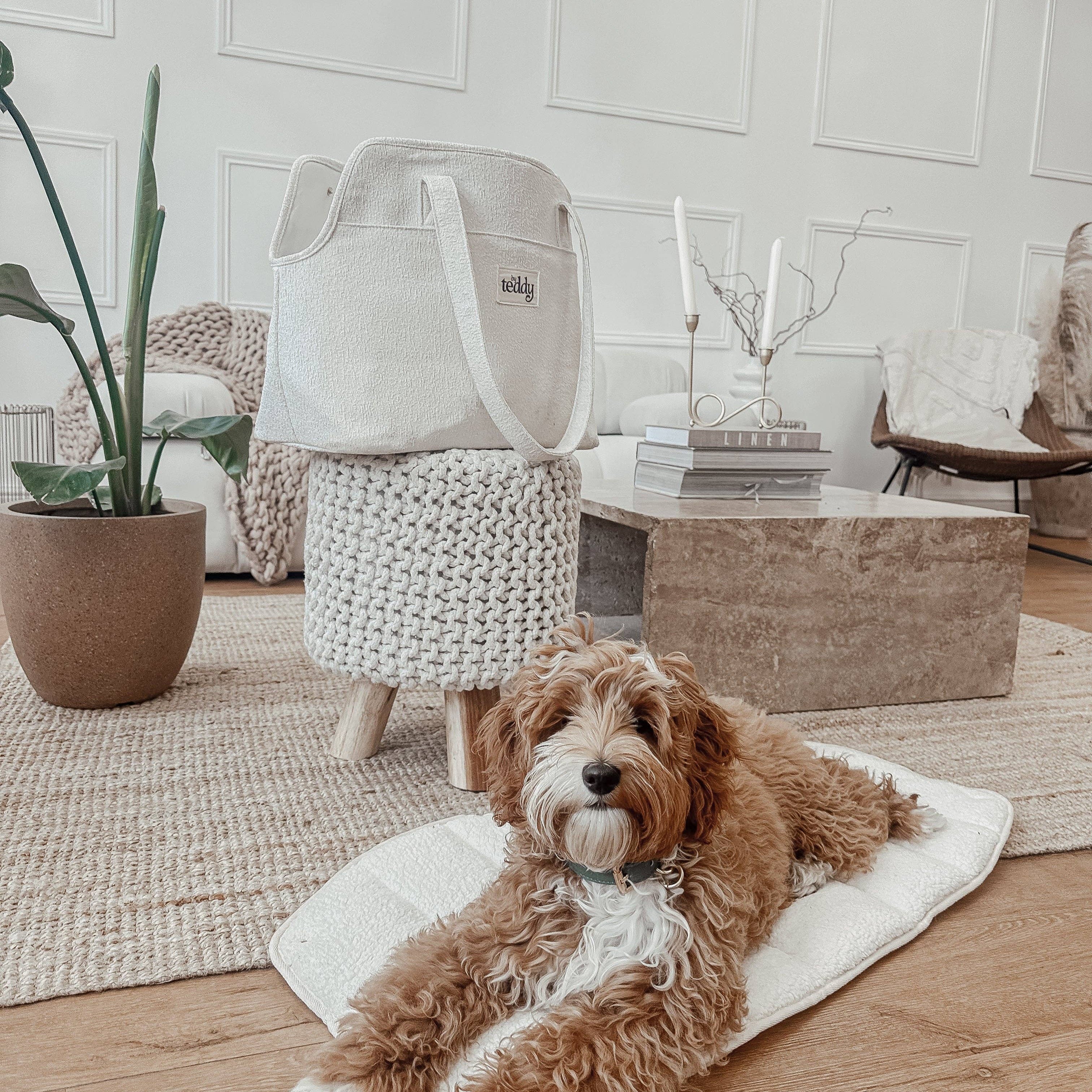 Dog lying on a rug in a living room with a bag and decor items in the background