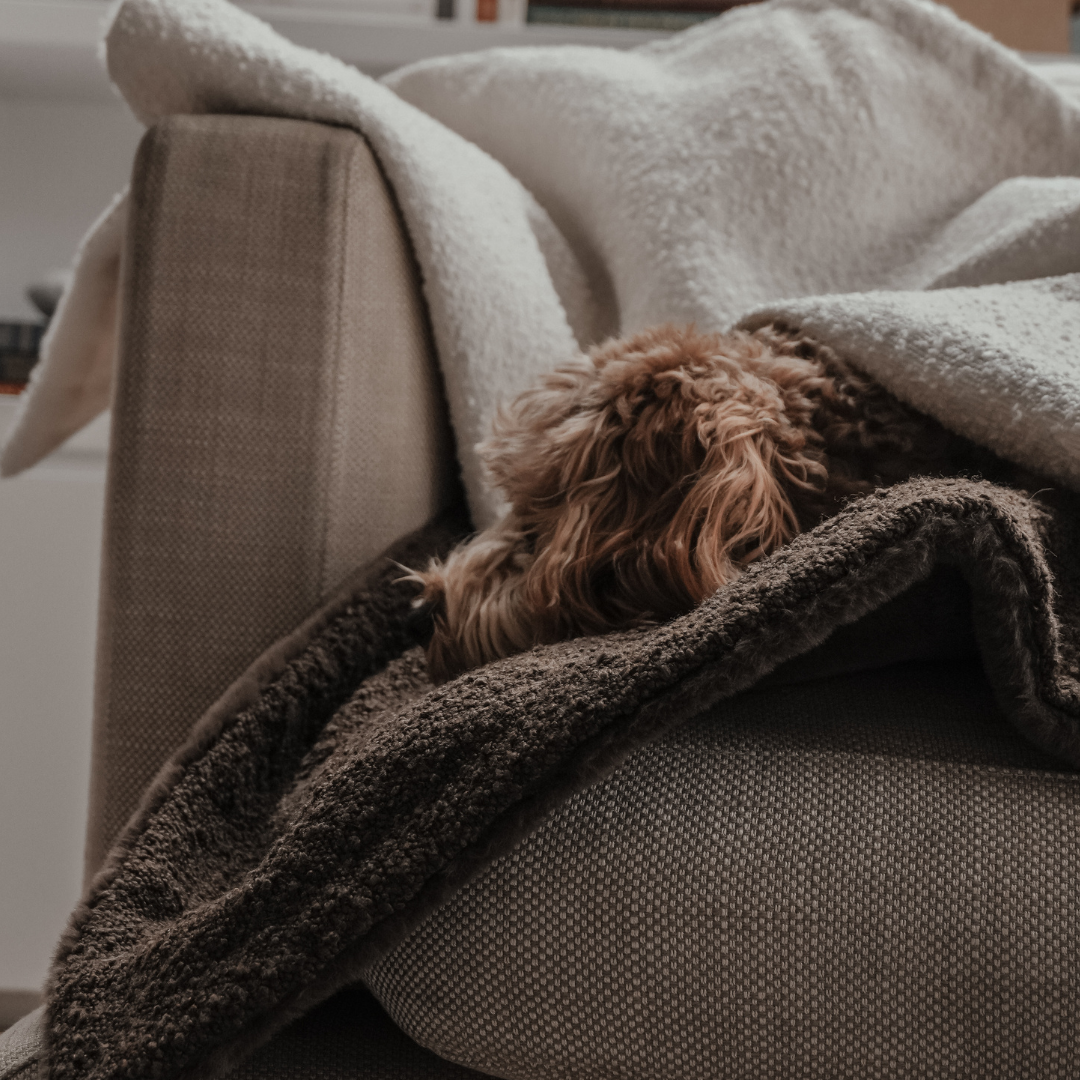 Dog resting on a brown sofa with a textured blanket