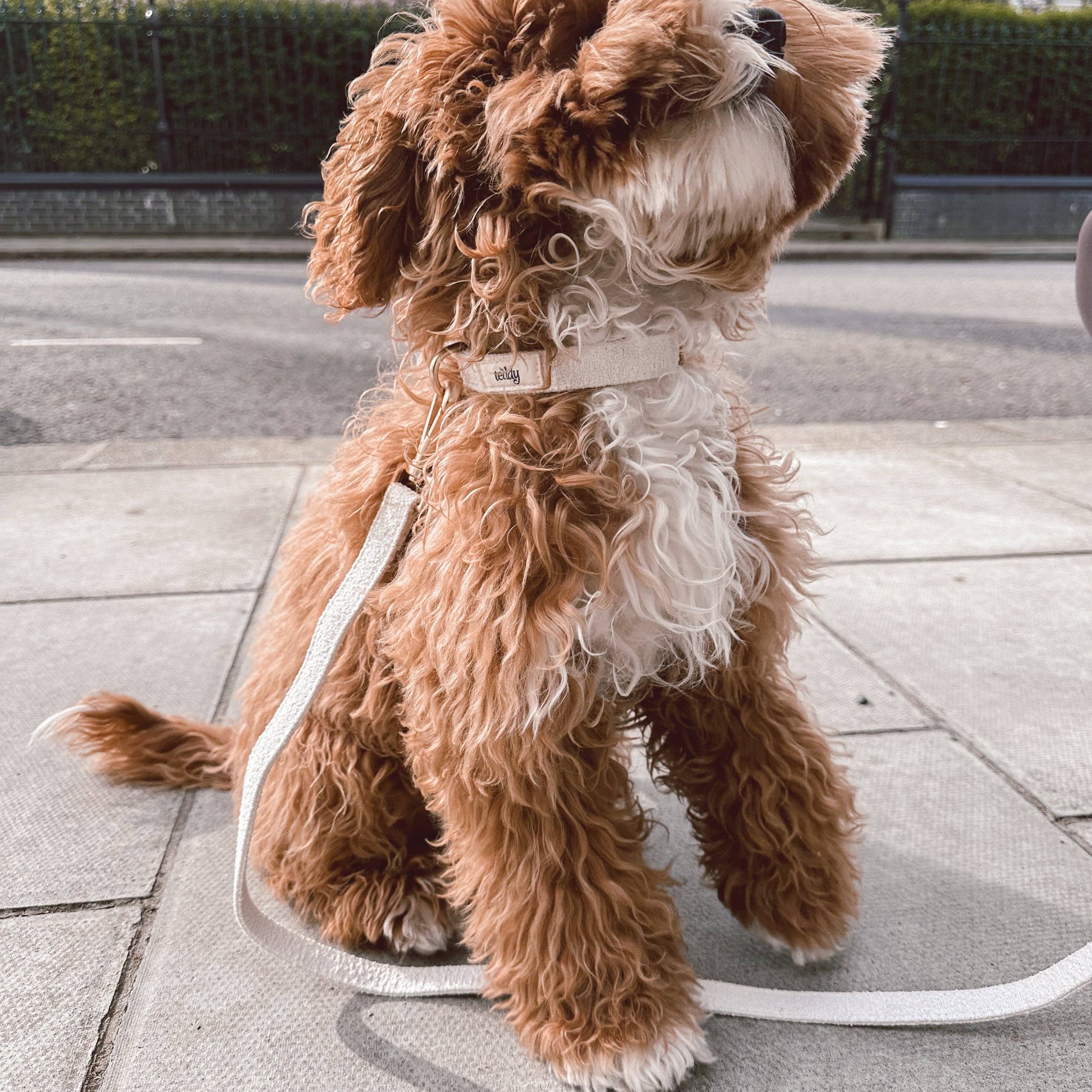Brown and white dog on a leash standing on a sidewalk with a blurred street and buildings in the background.