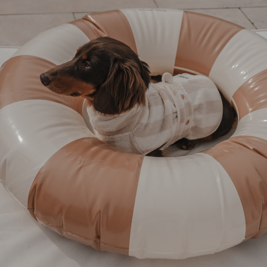 Dog wearing a sweater inside a striped donut bed on a tiled floor