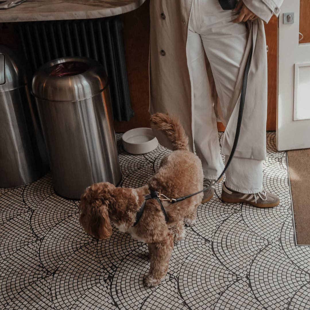 Person with a dog on a leash in a kitchen setting