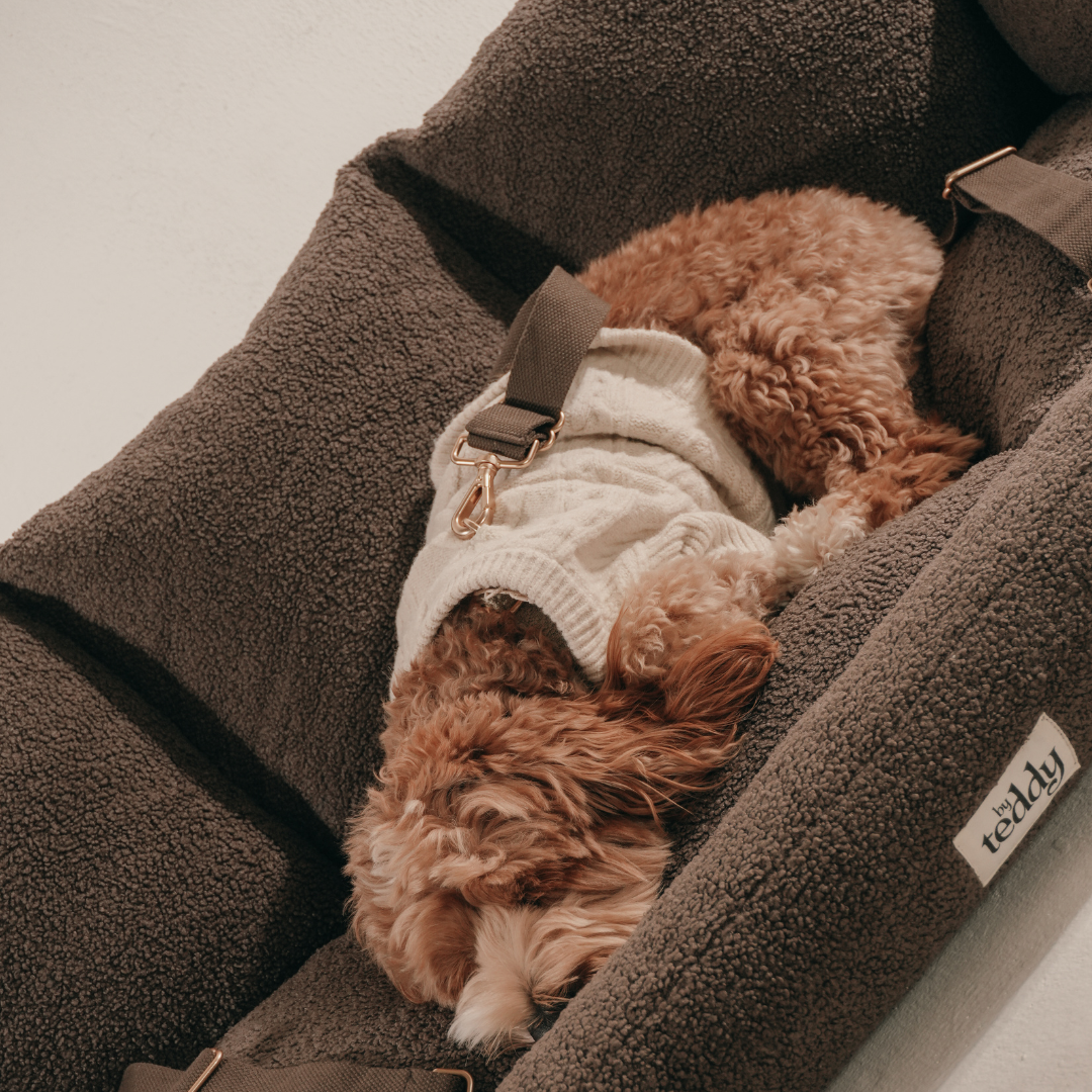 Small brown dog wearing a white sweater sitting in a brown baby bouncer.