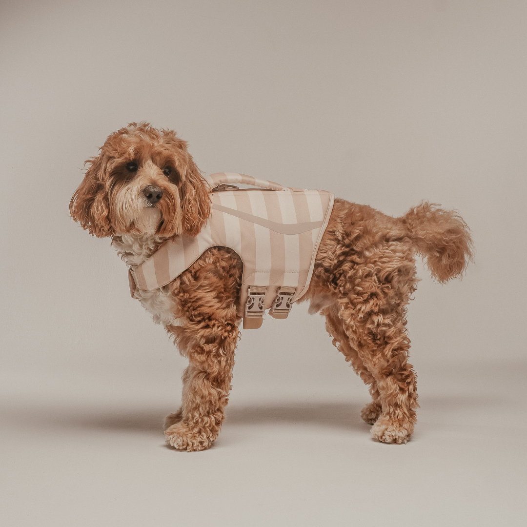 Small dog wearing a striped harness on a plain background