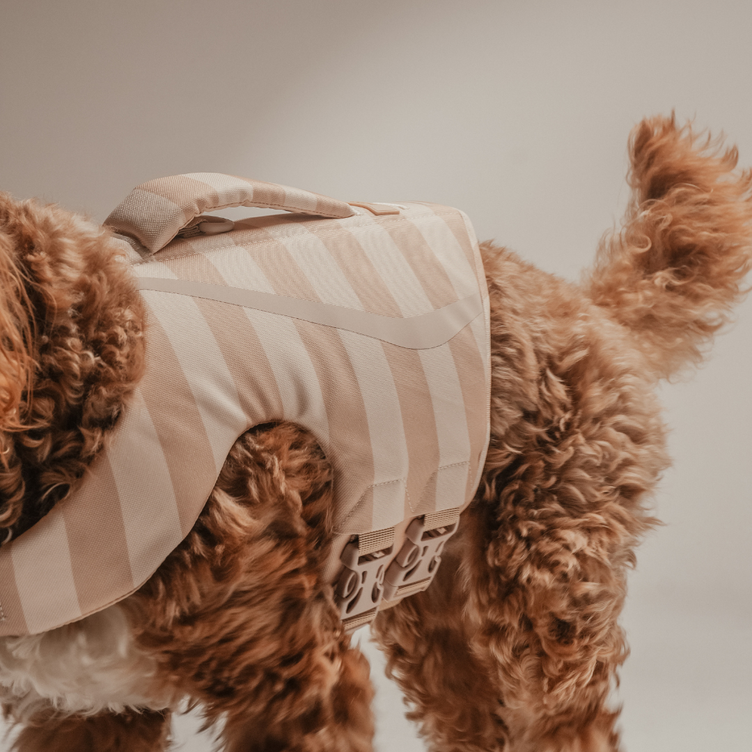 Dog wearing a striped shirt with a plain background