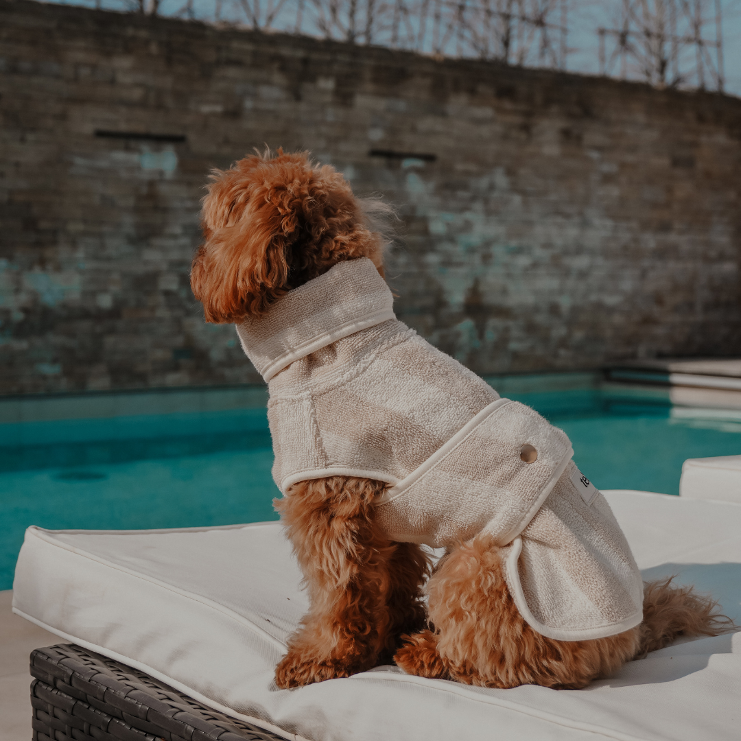 Small dog wearing a beige towel robe by a poolside.