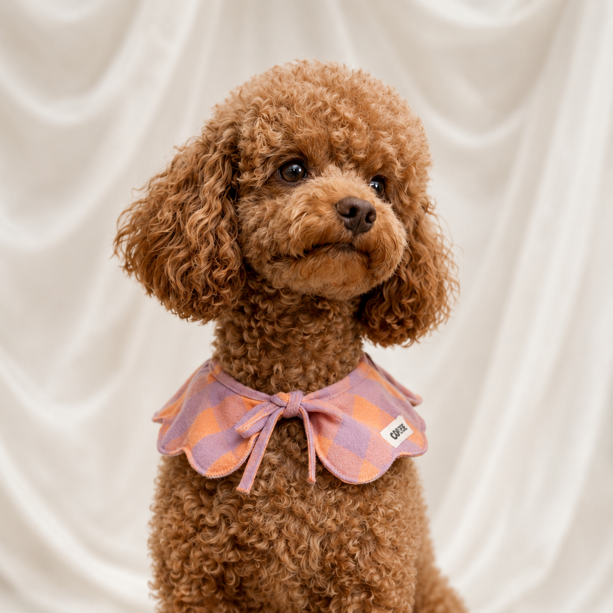 Brown poodle wearing a pink checkered bow tie against a beige background