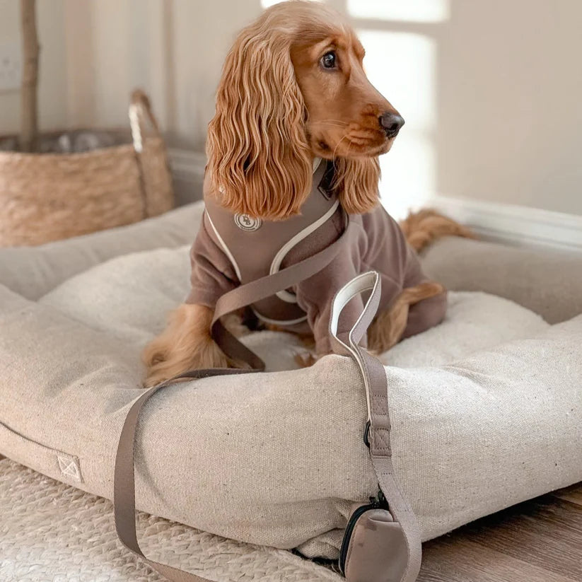 Dog wearing a brown robe sitting on a large beige cushion.