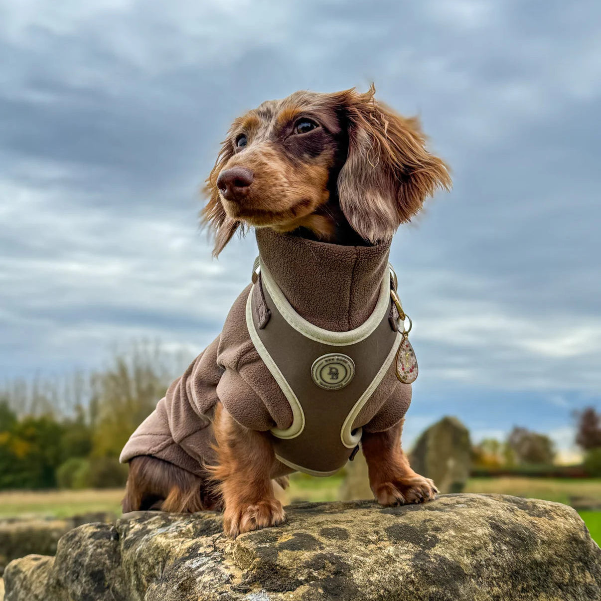 Small dog in a brown outfit standing on a rock with a cloudy sky in the background