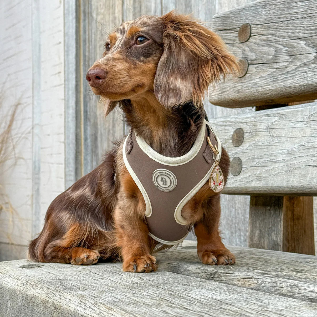 Dachshund wearing a brown harness sitting on a wooden bench.